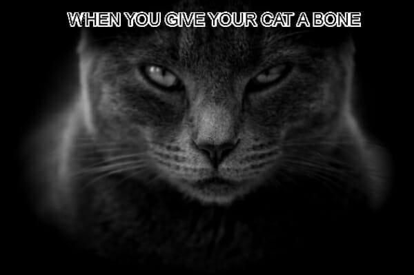 WHEN YOU GIVE YOUR CAT A BONE
