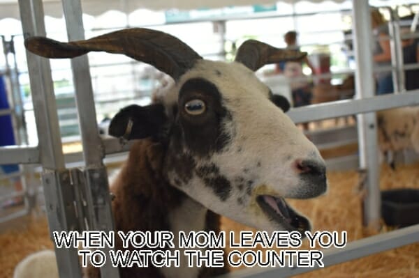 WHEN YOUR MOM LEAVES YOU TO WATCH THE COUNTER