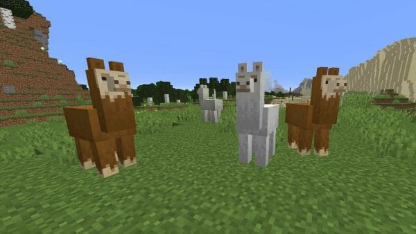 What do Llamas Eat in Minecraft - 6