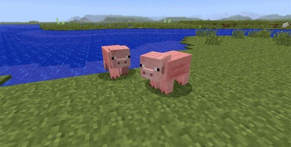 What do Pigs Eat in Minecraft - 3