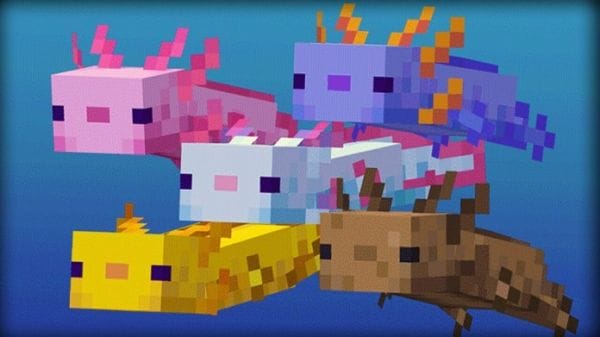 What do axolotls eat in Minecraft - 0