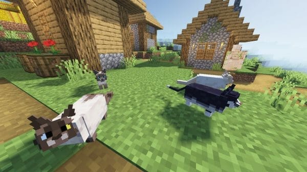 Better Cats! 1.19.3 Resource Pack - 3